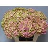 Hydrangea mag coral
