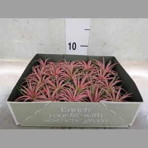 Tillandsia