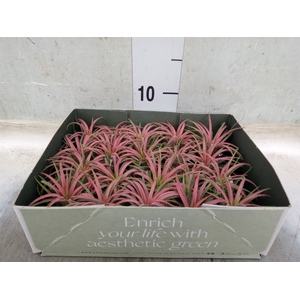 Tillandsia