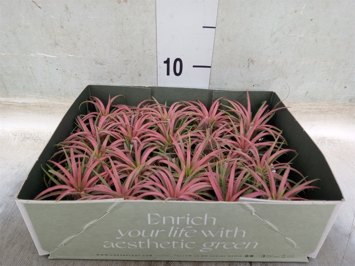 <h4>Tillandsia</h4>