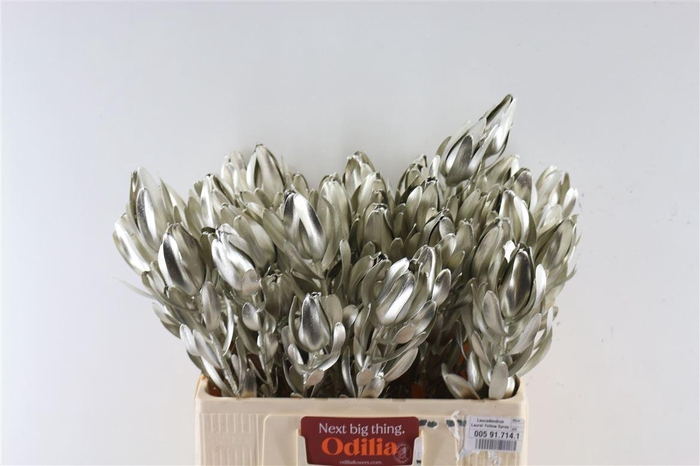 <h4>Leucad Zilver Extra</h4>