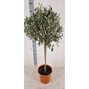 Olea europaea (Olijf) stam