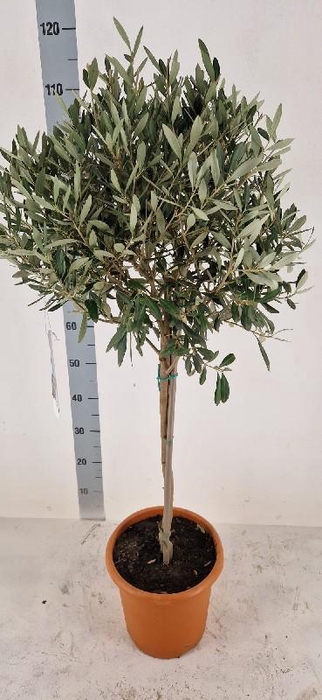 <h4>Olea europaea (Olijf) stam</h4>