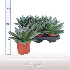 <h4>Echeveria Mexican Giant</h4>