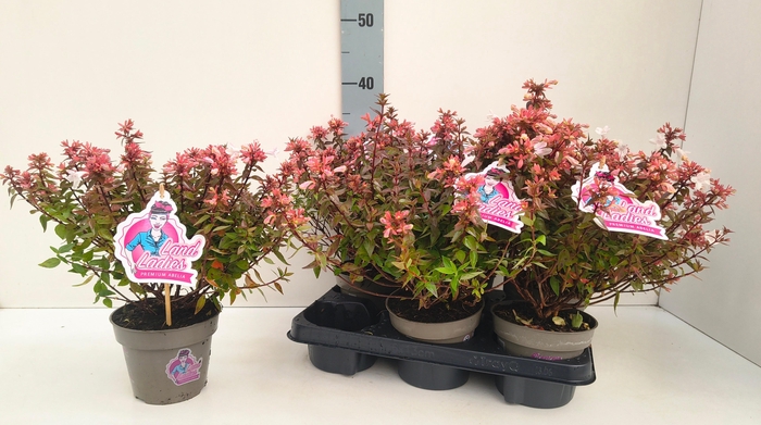 <h4>ABEL GRANDIFLORA</h4>