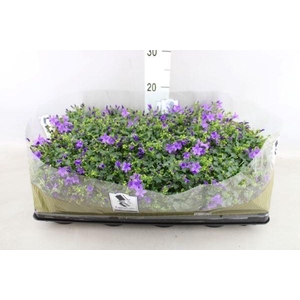 Campanula porten. 'Get Mee'