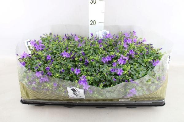 <h4>Campanula porten. 'Get Mee'</h4>
