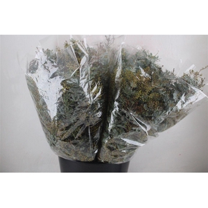 Mimosa Baleana P Bunch