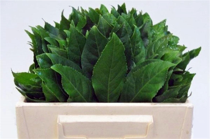 <h4>Aralia Ill</h4>