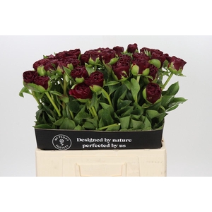 Paeonia Old Faithful