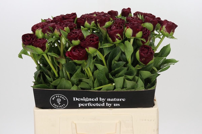 <h4>Paeonia Old Faithful</h4>