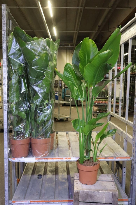 <h4>Strelitzia Nicolai</h4>