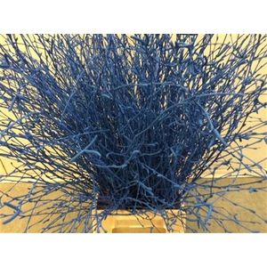 BERKENTAK BLUE