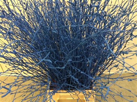 BERKENTAK BLUE