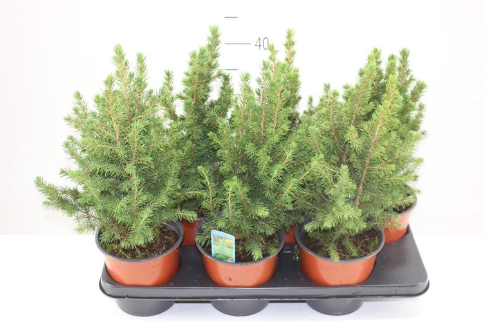 <h4>Picea Gl Conica</h4>