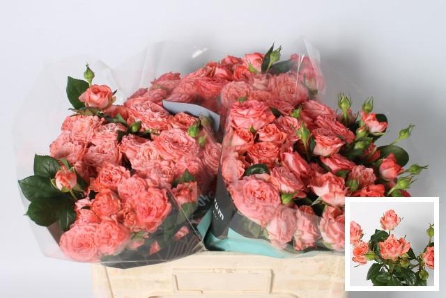 <h4>R Tr First Date 50</h4>