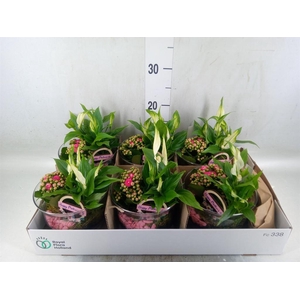Arr.    Planten  L%