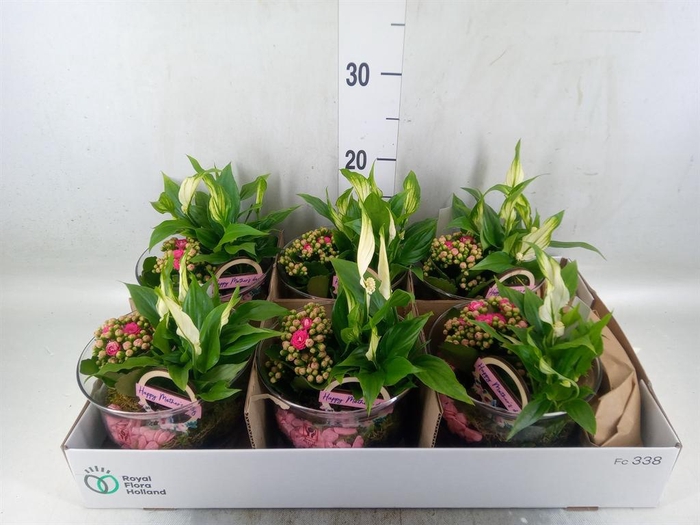 <h4>Arr.    Planten  L%</h4>