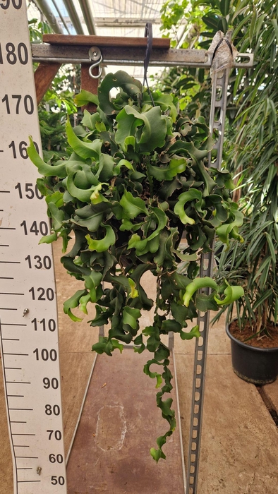 Epiphyllum guatemale