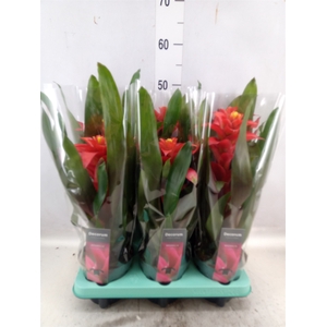 Guzmania  'Optima'