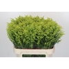 Solidago Tara Gold Buiten