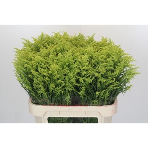 Solidago Tara Gold Buiten