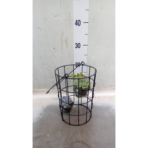 Arr.  Succulents L%