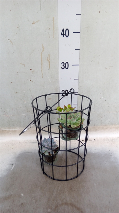 <h4>Arr.  Succulents L%</h4>