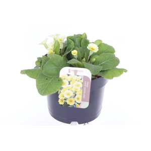 Primula elatior Veristar Lemon