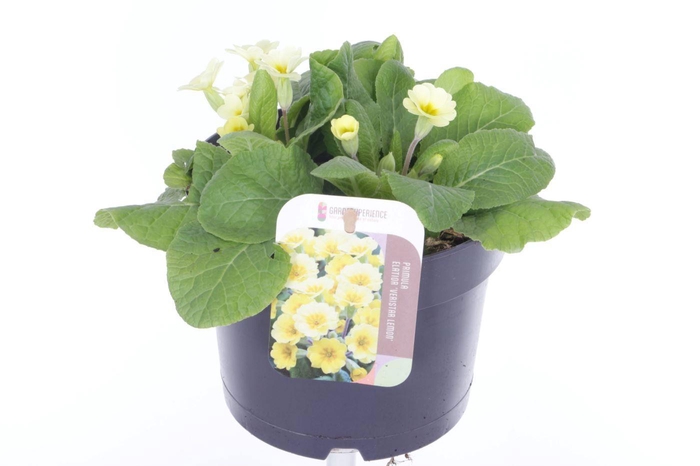 <h4>Primula elatior Veristar Lemon</h4>