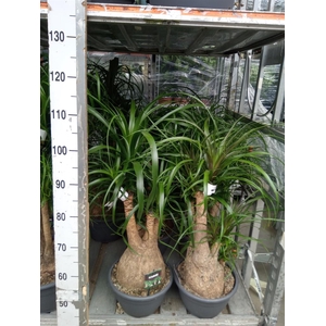 Beaucarnea recurvata