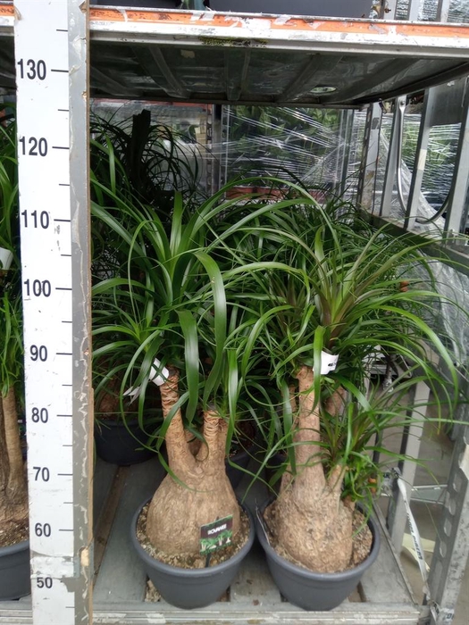 <h4>Beaucarnea recurvata</h4>