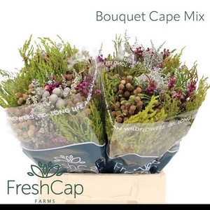 KAAPS GROE GEM IN BS