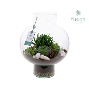 Green Bottle Laura Large met Succulenten