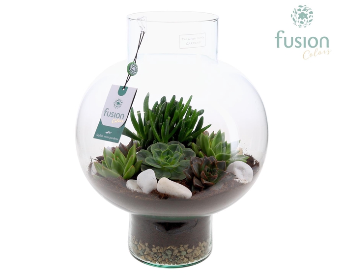 <h4>Green Bottle Laura Large met Succulenten</h4>