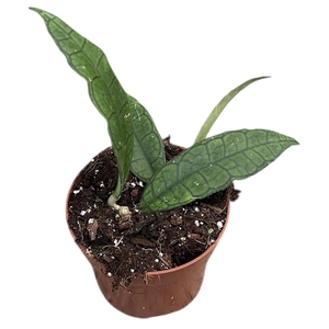 Hoya Finlaysonii Sukirin