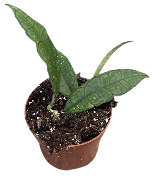 <h4>Hoya Finlaysonii Sukirin</h4>