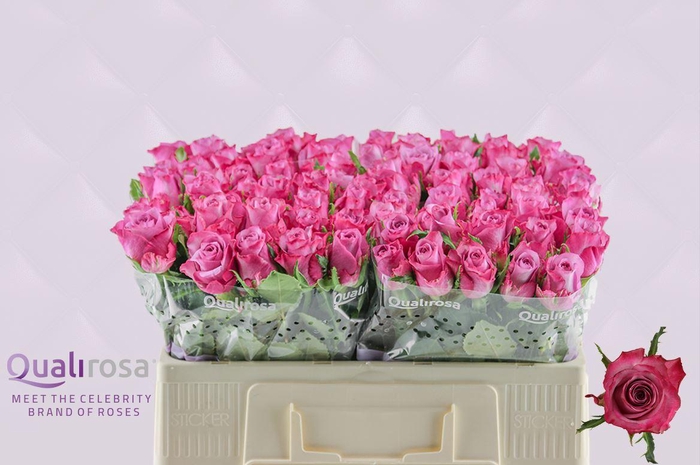 <h4>R Gr Deep Purple (bunch 15)</h4>
