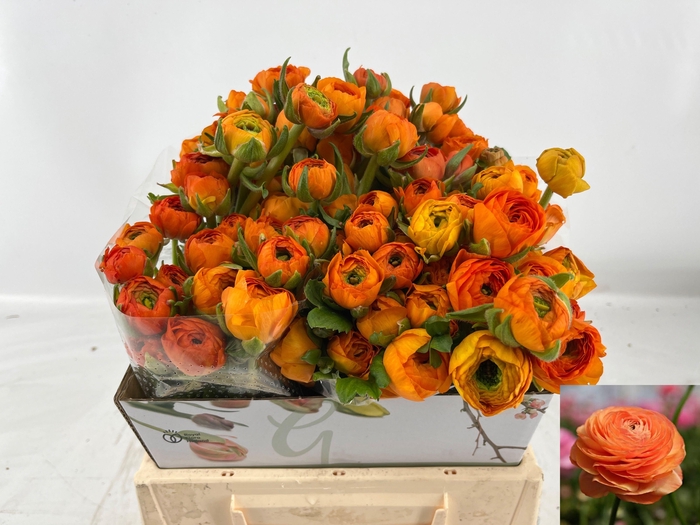 <h4>RAN AM MANDARINE</h4>