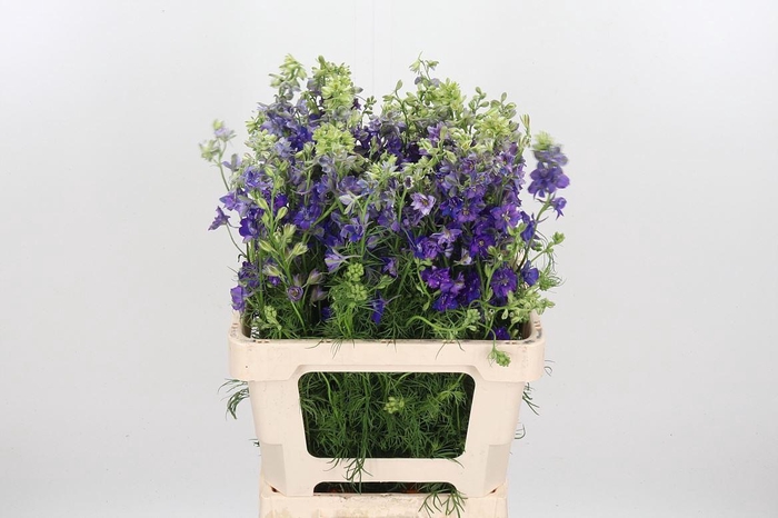 <h4>Cons R Q Dark Blue</h4>