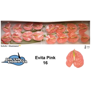 Anthurium Evita Pink