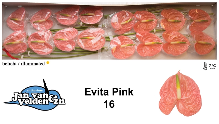 <h4>Anthurium Evita Pink</h4>