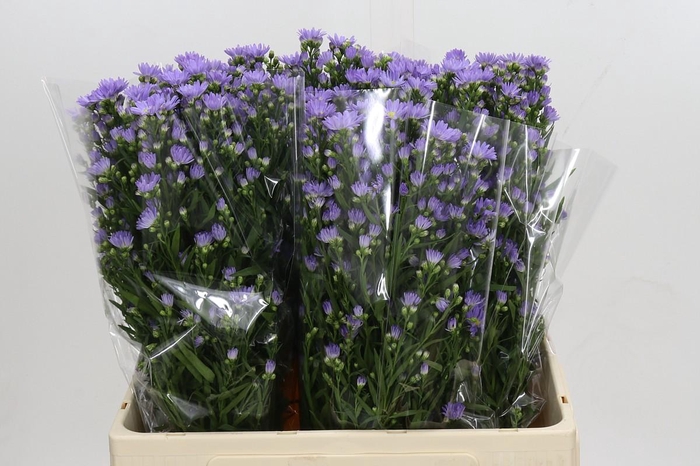 <h4>Aster Cassandra</h4>