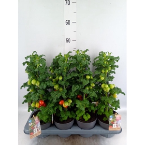 Solanum lycopersicum   ...