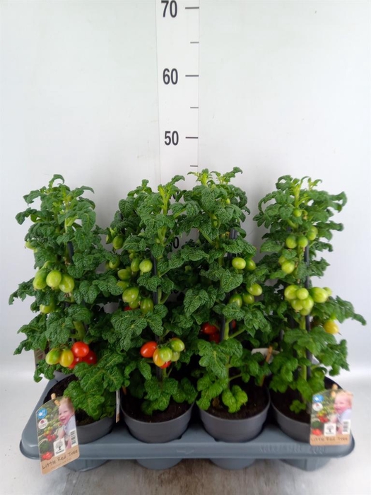 <h4>Solanum lycopersicum   ...</h4>