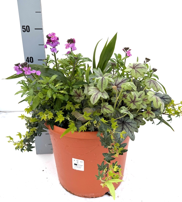 <h4>VASTE PL GEM IN POT</h4>