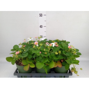 Fragaria   ...