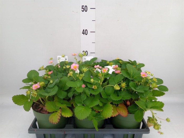 <h4>Fragaria   ...</h4>