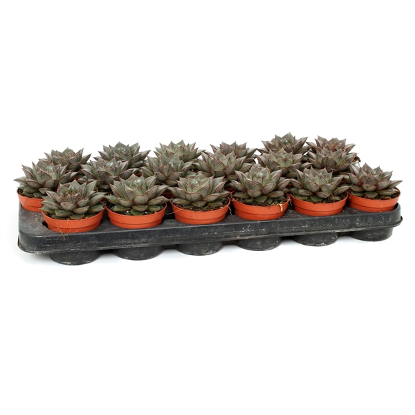 <h4>Echeveria purpusorum 8,5 cm</h4>