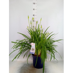 Agapanthus  'Amourette Blue Blush'